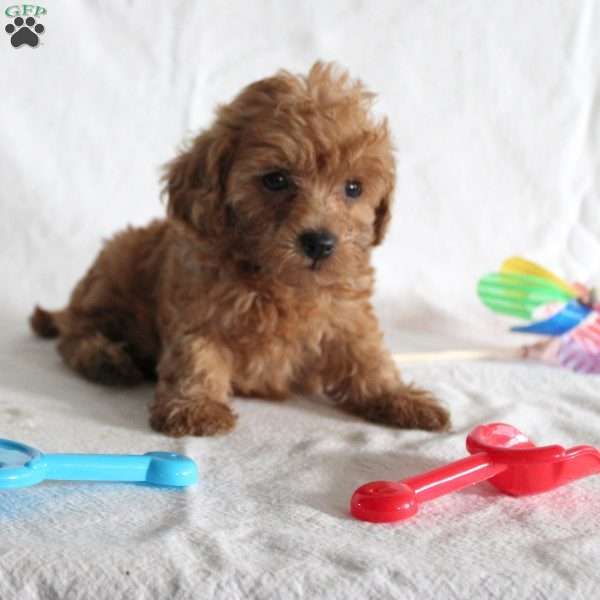 Beth, Cavapoo Puppy